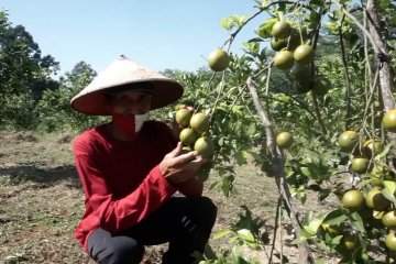 Kementan bidik Batang untuk pengembangan jeruk lokal