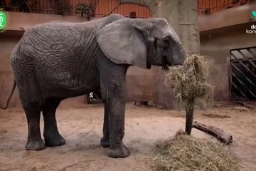 Mariyuana selamatkan gajah Polandia dari stres