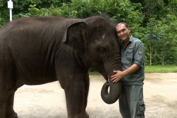 Yangniu, gajah Asia yang diselamatkan saat bayi kini tumbuh sehat di Yunnan