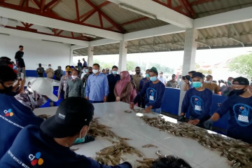 Menteri KKP lakukan panen udang vaname di Pandeglang