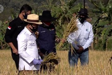 Ridwan Kamil tinjau panen raya di Cimahi dengan metode Biogro