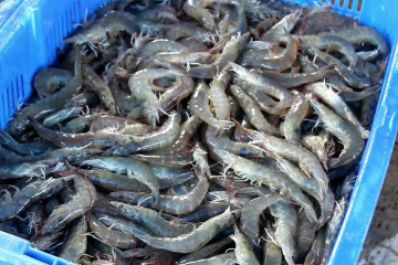 Udang Vaname Purworejo tembus pasar mancanegara