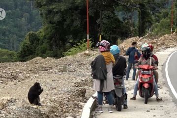 BKSDA larang warga beri makan kera hitam endemik Sulteng