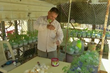 Pengungsi Suriah berkebun sayur di gurun Yordania