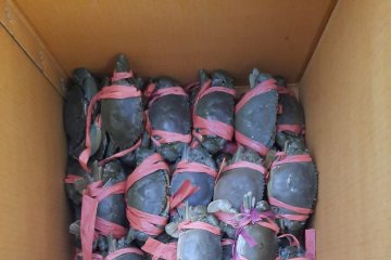 KKP lepasliarkan kepiting bakau hasil sitaan di Banyuwangi