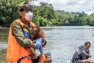 Petugas konservasi selamatkan bayi orangutan di Ketapang