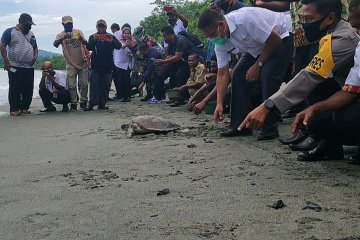 301 tukik dilepas masyarakat adat Manokwari-Papua Barat ke laut