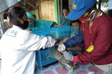 Petugas vaksin rabies 32 hewan peliharaan di Penjaringan