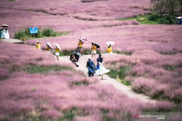 Wisata rumput pink di China