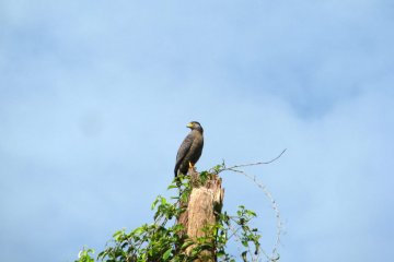 Perusahaan sawit konservasi burung pemangsa di Kalimantan