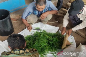 Potensi rumput laut di NTT capai 15 juta ton