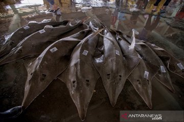 Anggota DPR minta perkuat upaya cegah kepunahan ikan