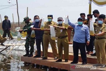 KKP targetkan Muaragembong Bekasi jadi sentra budi daya udang vaname