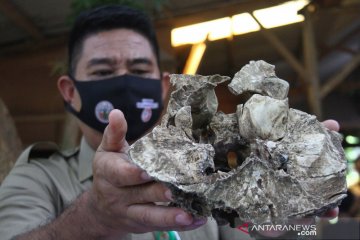 Penemuan tulang tengkorak diduga harimau Jawa