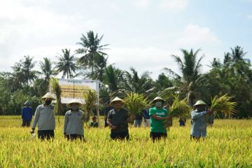 Dompet Dhuafa manfaatkan Wakaf Produktif untuk pembiayaan pertanian
