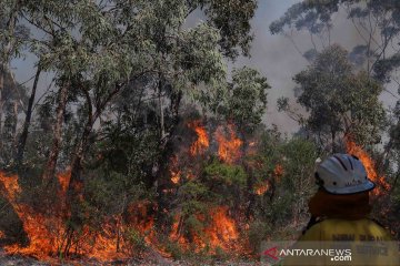 Kebakaran hutan ancam kawasan wisata di Pulau Fraser Australia