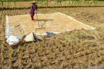 Harga gabah petani di Cirebon di bawah HPP