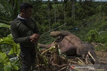 GAJAH LIAR MATI DI PIDIE