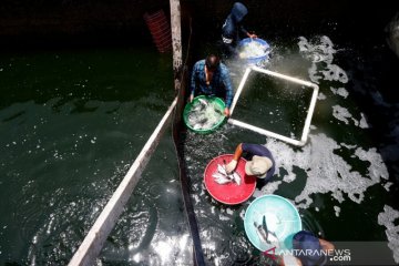 Realisasi LIN dengan perikanan budi daya