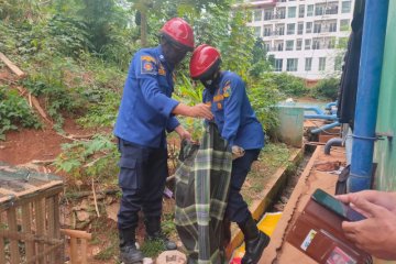 Ular sanca tiga meter  masuk ke apartemen di Jakarta Selatan