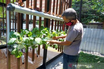 Panen sawi hijau pola tanam Hydroponic di era COVID