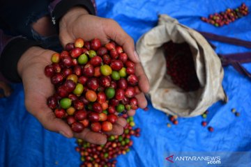 Volume resi gudang kopi naik 215 persen kuartal III 2020