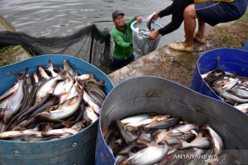 Riset KKP tentang Patin Perkasa raih karya inovasi paling prospektif