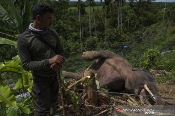 BKSDA: Gajah mati di Pidie diduga tersengat listrik