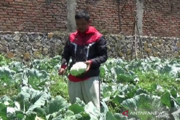 Tidak banyak hajatan, harga kubis anjlok dan petani merugi