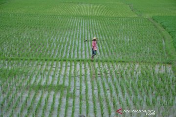 Berharap bantuan, 800 hektare lahan padi di Bekasi terancam kekeringan