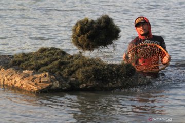 KKP hasilkan bibit unggul komoditas rumput laut