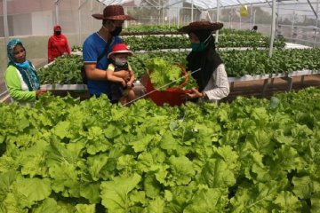 Peluang pertanian hidroponik