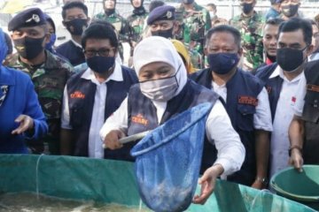 Ekspor udang Jawa Timur meningkat di masa pandemi