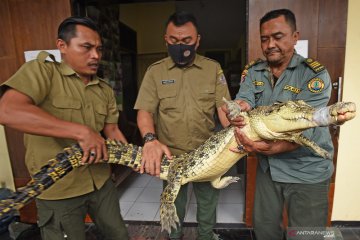 BKSDA Banten amankan buaya muara