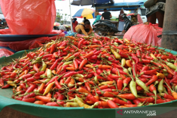 Harga cabe rawit di Jayapura masih Rp100.000/ kg