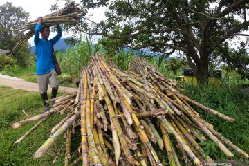 Panen hingga November, Kementan sebut produksi gula capai 2,2 juta ton