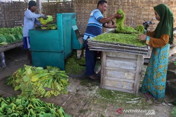 Pemerintah diminta lindungi petani tembakau melalui tarif cukai