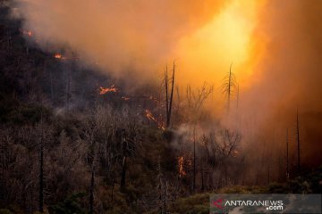 Kebakaran area hutan nasional di Los Angeles