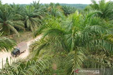 Masyarakat di Barito Utara tuntut kemitraan perkebunan kelapa sawit