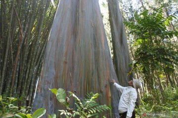 Kalimantan Selatan contoh pengelolaan fungsi hutan Jatim
