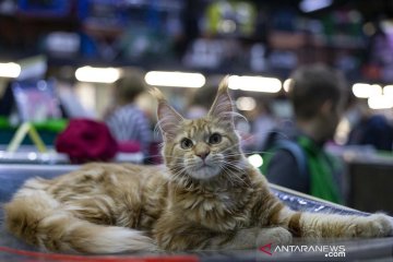 Menengok pameran kucing di Moskow