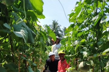 Distan Mukomuko dukung pengembangan tanaman melon