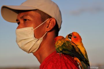 MELATIH BURUNG TERBANG KE UDARA