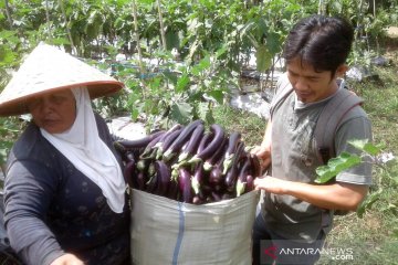 Harga sayuran di Rejang Lebong terjun bebas