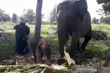Gajah sumatera korban jerat melahirkan di PLG Minas Riau