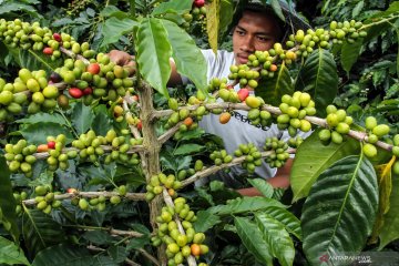 Hari Tani, produktivitas kopi diharapkan bisa bersaing di global