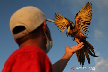 Melatih burung macaw