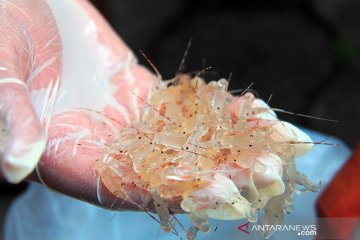 10.900 nelayan NTB kini terdaftar di KKP, jadi penangkap benih lobster