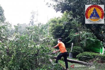 BPBD : Belasan pohon tumbang akibat diterjang angin kencang di Agam