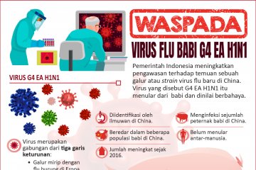 Waspada virus flu babi G4 EA H1N1